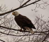 2016 02 20 Eagles 010